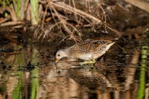 00840-Spotted_Crake