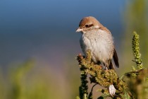 00841-Red-backet_Shrike