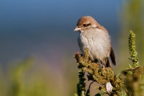 00841-Red-backet_Shrike