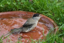 00842-Blackcap