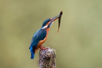 00843-Common_Kingfisher_O