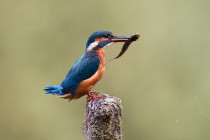 00844-Common_Kingfisher_O