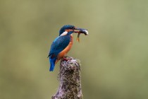 00845-Common_Kingfisher