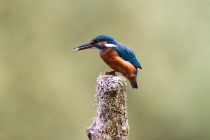 00846-Common_Kingfisher