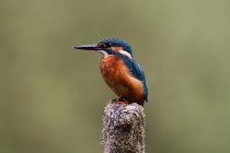 00847-Common_Kingfisher_O