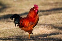 00848-Rooster