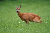 00849-Roe_Deer