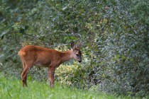 00850-Roe_Deer