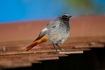 00852-Black_Redstart