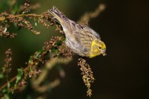 00853-European_Serin