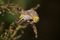 00854-European_Serin