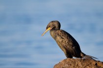 00855-European_Shag