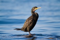 00856-European_Shag