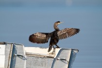 00857-European_Shag