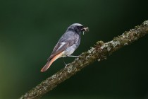 00859-Black_Redstart