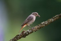 00860-Black_Redstart