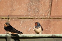 00861-Barn_Swallow_O