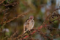 00101-Tree_Sparrow