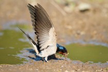 00862-Barn_Swallow