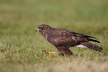 00863-Common_Buzzard