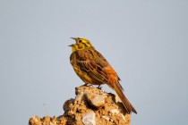 00864-Yellowhammer