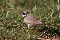 00865-Common_Ringed_Plover