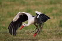 00866-White_Stork_O