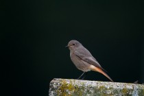 00867-Black_Redstart