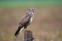 00868-Common_Buzzard