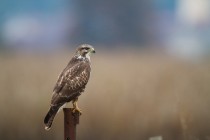 00869-Common_Buzzard