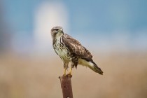 00870-Common_Buzzard