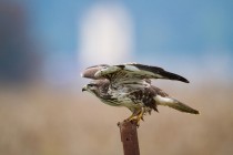 00871-Common_Buzzard