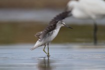 00872-Common_Greenshank_O