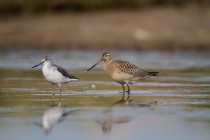 00873-Common_Greenshank_Bar-tailed_Godwit