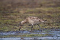 00874-Bar-tailed_Godwit