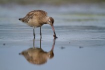 00875-Bar-tailed_Godwit