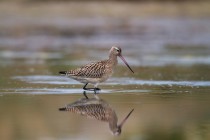 00876-Bar-tailed_Godwit