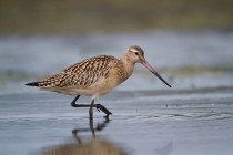 00877-Bar-tailed_Godwit