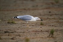 00878-Yellow-legged_Gull