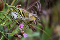 00879-Eurasian_Siskin