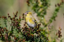 00880-Eurasian_Siskin