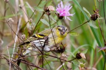 00881-Eurasian_Siskin