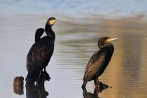 00882-Great_Cormorants