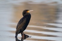 00883-Great_Cormorant_O