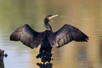 00884-Great_Cormorant_O