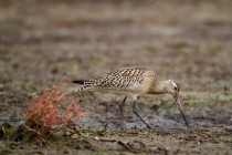 00885-Bar-tailed_Godwit