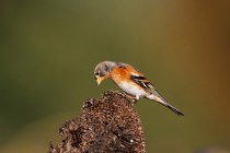 00886-Brambling