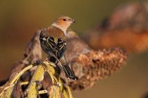 00888-Common_Chaffinch
