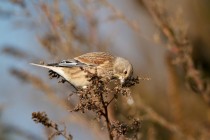 00889-Common_Linnet