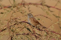 00890-Dunnock_O